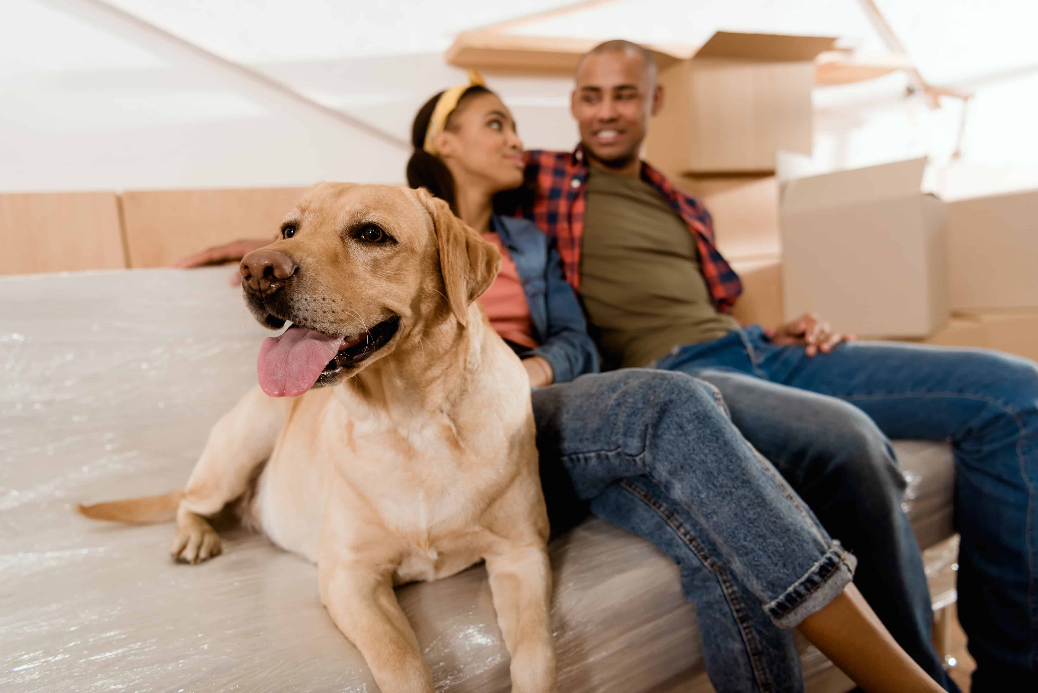 Plan A Move With Pets1
